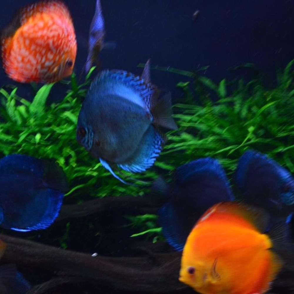 Meet your Posher, Allison